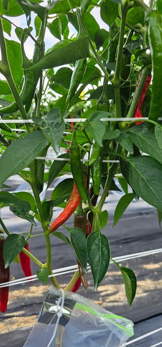 초보농민님의 고추 · 병해충상담 작성글 사진