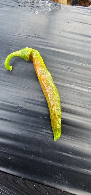 초보농민님의 고추 · 병해충상담 작성글 사진