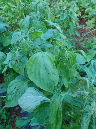 고사리9794님의 들깨 · 병해충상담 작성글 사진