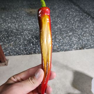 삼삼이님의 고추 · 병해충상담 작성글 사진