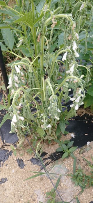 김수학님의 참깨 · 병해충상담 작성글 사진