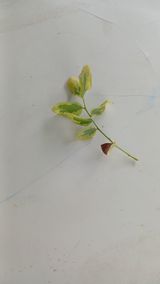 팜모닝 블루베리·병해충상담 게시글 이미지