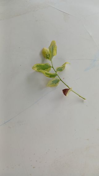 히즈베리팜(김태근)님의 블루베리 · 병해충상담 작성글 사진