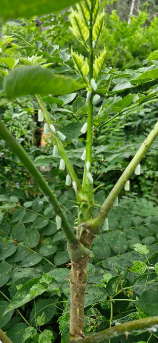 득규님의 두릅 · 병해충상담 작성글 사진