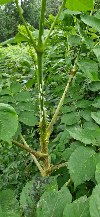 득규님의 두릅 · 병해충상담 작성글 사진