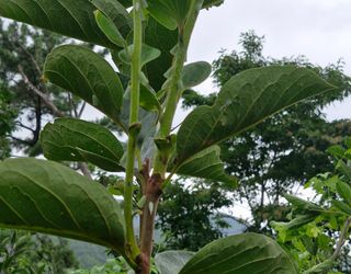 득규님의 두릅 · 병해충상담 작성글 사진