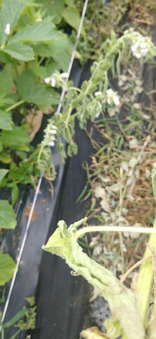 김수학님의 참깨 · 병해충상담 작성글 사진