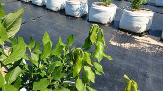 히즈베리팜(김태근)님의 블루베리 · 병해충상담 작성글 사진