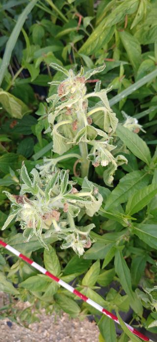 김수학님의 참깨 · 병해충상담 작성글 사진