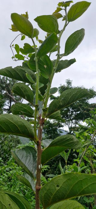 득규님의 두릅 · 병해충상담 작성글 사진