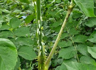 득규님의 두릅 · 병해충상담 작성글 사진