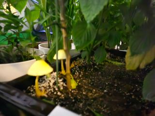 대구 김수영님의 고추 · 병해충상담 작성글 사진