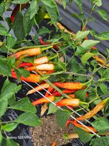 팜모닝 고추·병해충상담 게시글 이미지