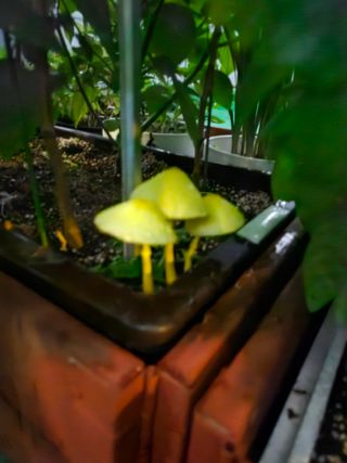 대구 김수영님의 고추 · 병해충상담 작성글 사진