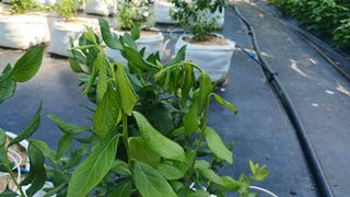 히즈베리팜(김태근)님의 블루베리 · 병해충상담 작성글 사진