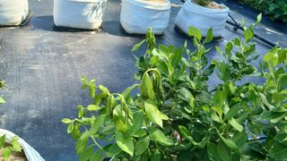 히즈베리팜(김태근)님의 블루베리 · 병해충상담 작성글 사진