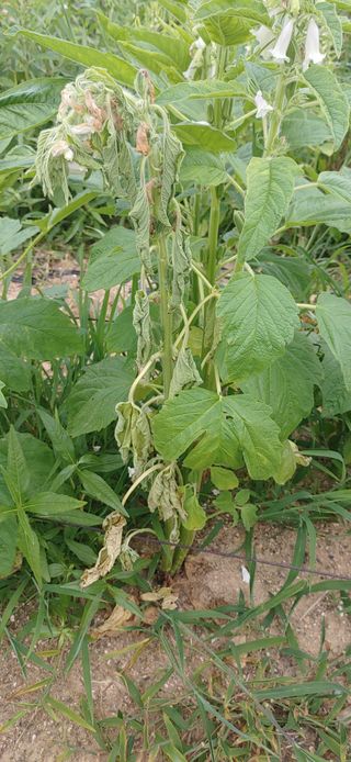 김수학님의 참깨 · 병해충상담 작성글 사진