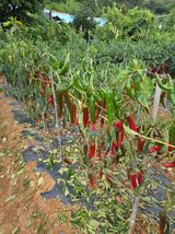 팜모닝 고추·병해충상담 게시글 이미지