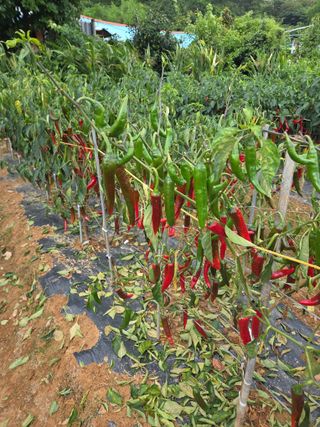 나민님의 고추 · 병해충상담 작성글 사진