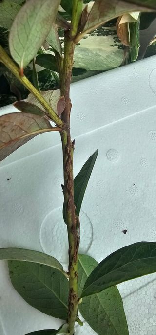 신유성님의 블루베리 · 병해충상담 작성글 사진