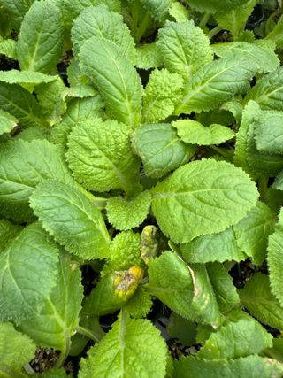 청년님의 배추 · 병해충상담 작성글 사진