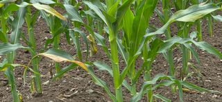 장기수님의 옥수수 · 병해충상담 작성글 사진