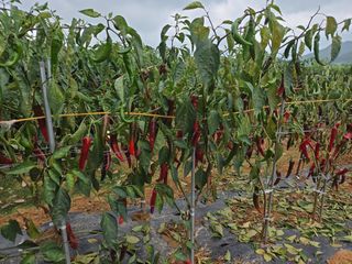 나민님의 고추 · 병해충상담 작성글 사진