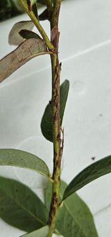 팜모닝 블루베리·병해충상담 게시글 이미지