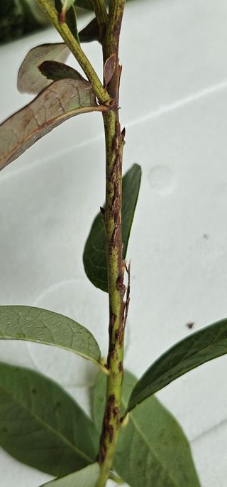 신유성님의 블루베리 · 병해충상담 작성글 사진