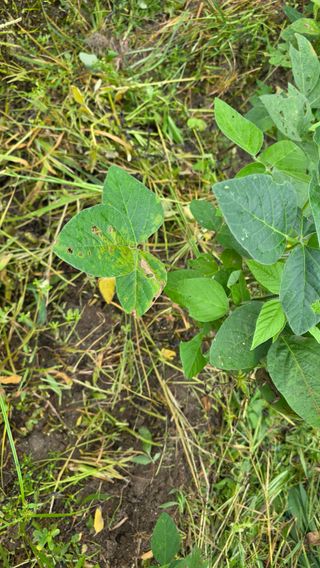 박재규님의 콩 · 병해충상담 작성글 사진