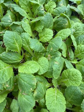 청년님의 배추 · 병해충상담 작성글 사진