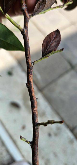 신유성님의 블루베리 · 병해충상담 작성글 사진