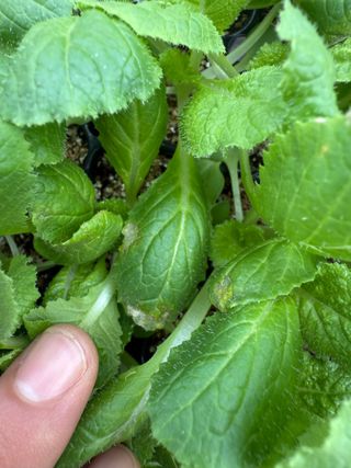 청년님의 배추 · 병해충상담 작성글 사진