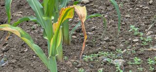 장기수님의 옥수수 · 병해충상담 작성글 사진