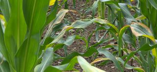 장기수님의 옥수수 · 병해충상담 작성글 사진