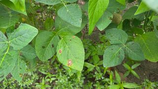 박재규님의 콩 · 병해충상담 작성글 사진