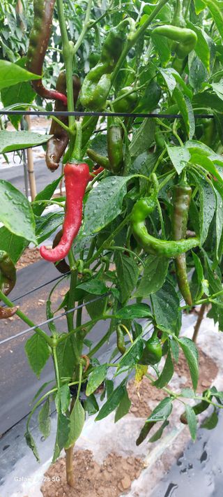 이형모님의 고추 · 병해충상담 작성글 사진