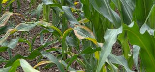 장기수님의 옥수수 · 병해충상담 작성글 사진