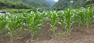 장기수님의 옥수수 · 병해충상담 작성글 사진