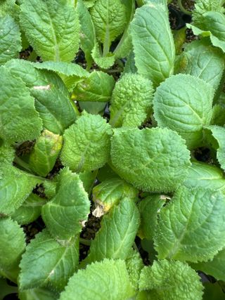 청년님의 배추 · 병해충상담 작성글 사진