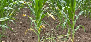 장기수님의 옥수수 · 병해충상담 작성글 사진