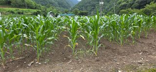 장기수님의 옥수수 · 병해충상담 작성글 사진