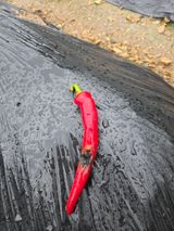 팜모닝 고추·병해충상담 게시글 이미지