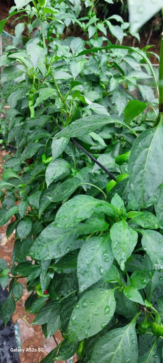 이형모님의 고추 · 병해충상담 작성글 사진