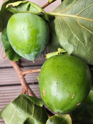 김재현님의 감 · 병해충상담 작성글 사진