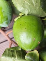 팜모닝 감·병해충상담 게시글 이미지