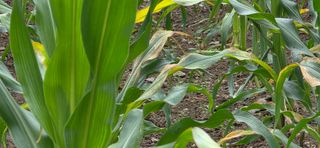 장기수님의 옥수수 · 병해충상담 작성글 사진