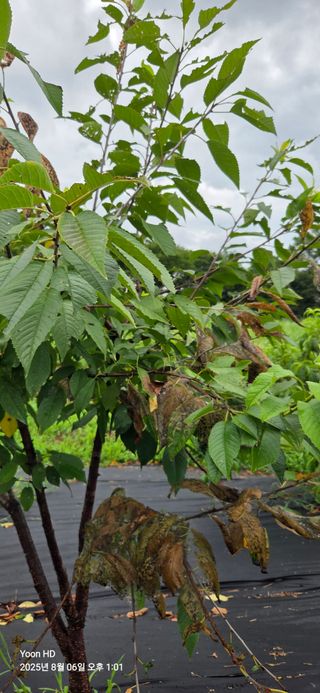 소연낭님의 사과 · 병해충상담 작성글 사진
