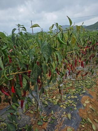 나민님의 고추 · 병해충상담 작성글 사진