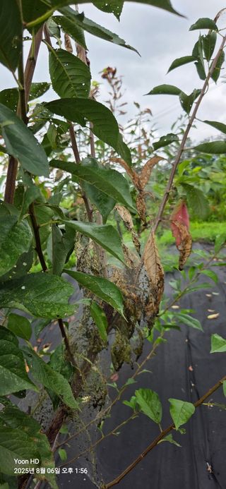 소연낭님의 사과 · 병해충상담 작성글 사진